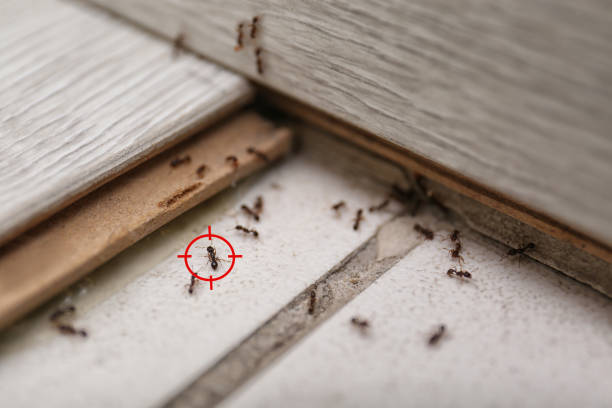 Best Emergency Pest Control  in Gordo, AL