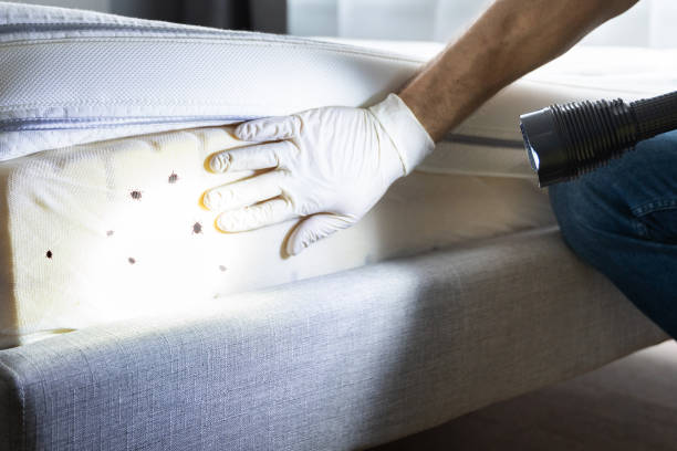 Best Pest Control Near Me  in Gordo, AL