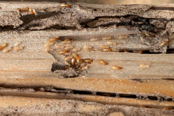 Best Pest Prevention Services  in Gordo, AL