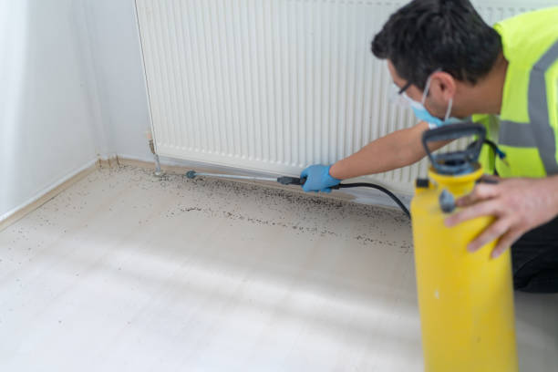 Best Ant Control Services  in Gordo, AL